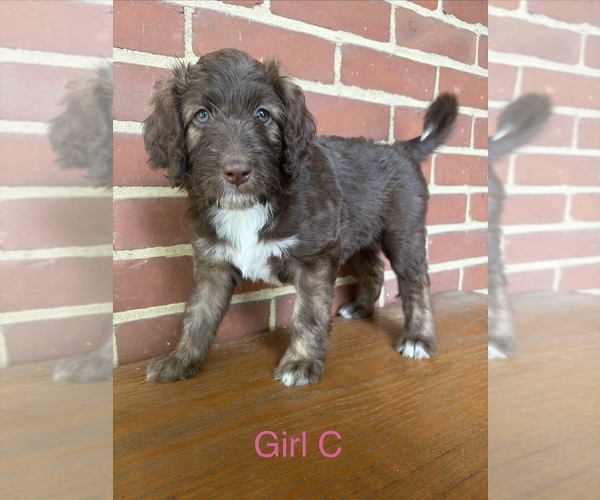 Medium Photo #1 Aussiedoodle Puppy For Sale in DAYTON, OH, USA