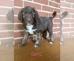 Puppy 3 Aussiedoodle