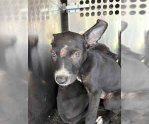 German Shepherd Dog-Unknown Mix Dogs for adoption in Oklahoma City, OK, USA