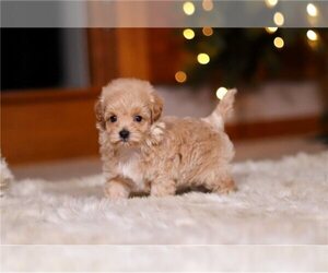 Maltipoo (Miniature) Puppy for sale in GREENVILLE, OH, USA