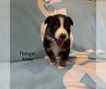 Small Photo #22 Australian Shepherd Puppy For Sale in EXETER, MO, USA