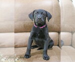 Small #1 Labrador Retriever Mix