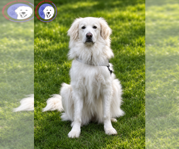 Medium Photo #10 Great Pyrenees Puppy For Sale in Spring, TX, USA