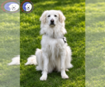 Small #9 Great Pyrenees