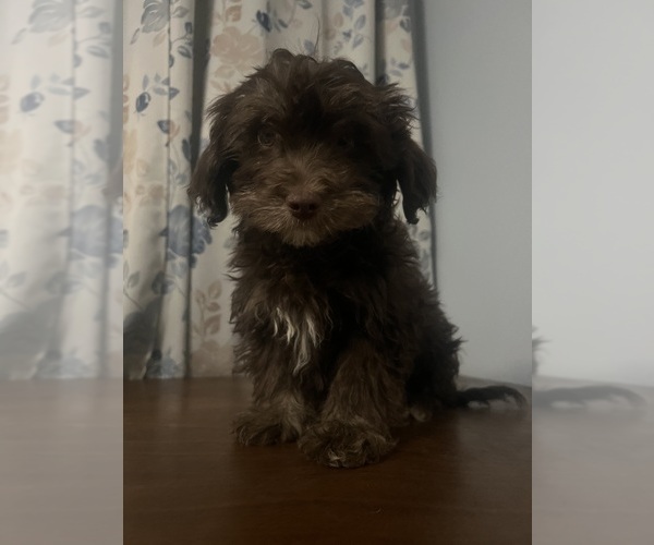 Medium Photo #51 Havanese Puppy For Sale in DURHAM, CT, USA