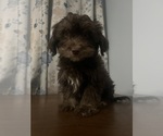 Small #50 Havanese