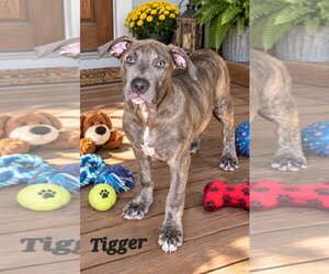 American Pit Bull Terrier-American Staffordshire Terrier Mix Dogs for adoption in Southbury, CT, USA