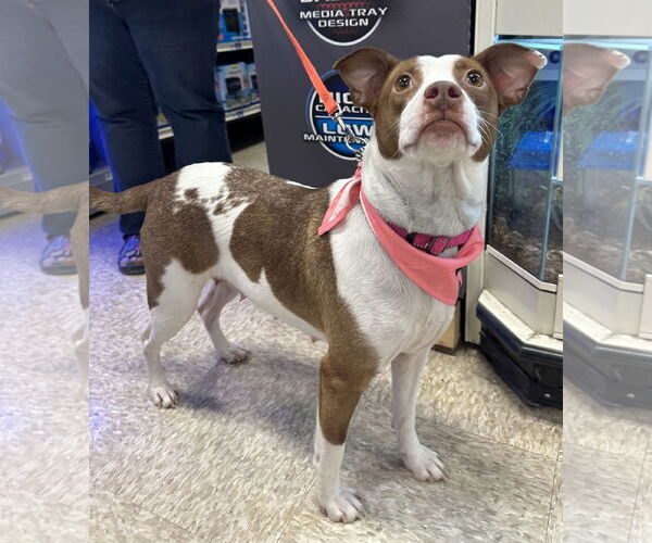 Medium Photo #2 Jack Russell Terrier-Unknown Mix Puppy For Sale in Germantown, OH, USA