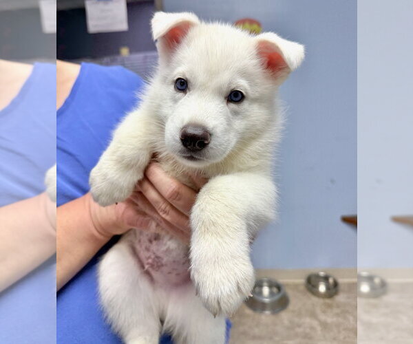 Medium Photo #2 Siberian Husky Puppy For Sale in Gilberts, IL, USA