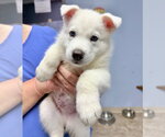 Small #1 Siberian Husky