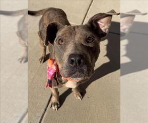 Catahoula Leopard Dog-Unknown Mix Dogs for adoption in Tulsa, OK, USA
