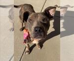DOODLEBUG - Female Catahoula Leopard Dog-Unknown Mix Dog for Adoption - Small photo
