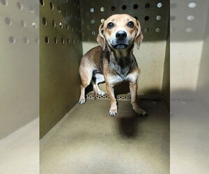 Chihuahua-Unknown Mix Dogs for adoption in Downey, CA, USA