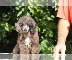 Small #6 Poodle (Miniature)