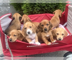 Dachshund-Redbone Coonhound Mix Litter for sale in CORDOVA, MD, USA