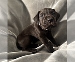 Puppy Coal Great Dane