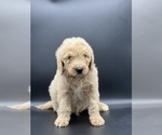 Small Photo #8 Goldendoodle Puppy For Sale in MARYVILLE, MO, USA
