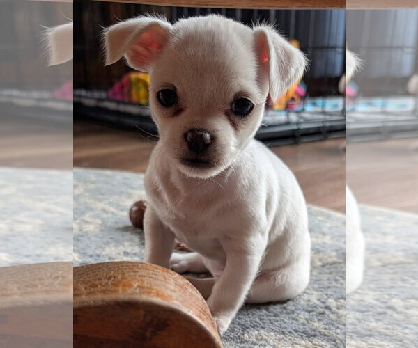 Medium Photo #4 Malchi Puppy For Sale in Des Moines, IA, USA
