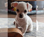 Small #3 Malchi