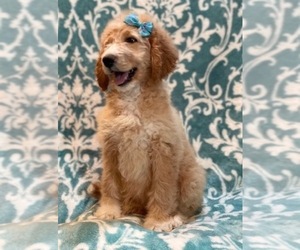 Goldendoodle Puppy for sale in LAKELAND, FL, USA