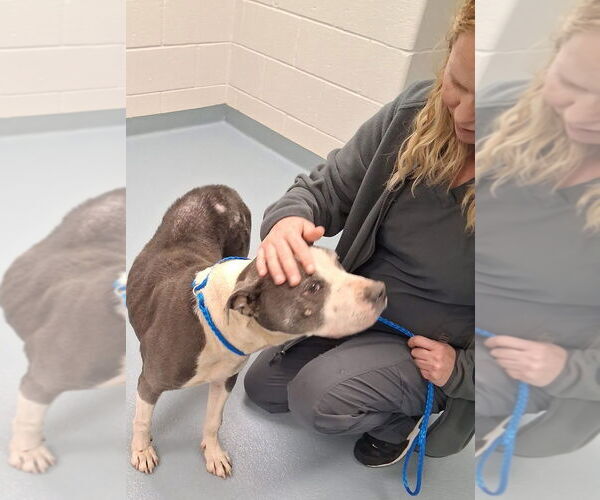 Medium Photo #3 American Pit Bull Terrier-American Staffordshire Terrier Mix Puppy For Sale in Brewster, NY, USA