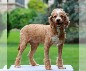 Father of the Cavapoo puppies born on 08/16/2025