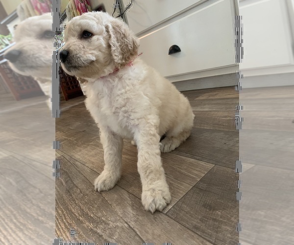 Medium Photo #2 Goldendoodle Puppy For Sale in OCONTO, WI, USA