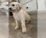 Small Photo #2 Goldendoodle Puppy For Sale in OCONTO, WI, USA