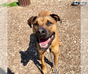 Boxer-Unknown Mix Dogs for adoption in Waterford, VA, USA