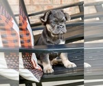 Small #3 French Bulldog
