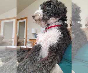 Miniature Bernedoodle Puppy for sale in MOSCOW, ID, USA