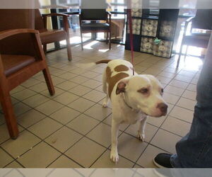 Staffordshire Bull Terrier Dogs for adoption in Ocala, FL, USA