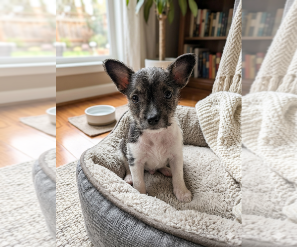 Medium Photo #5 Unknown-Wheaten Terrier Mix Puppy For Sale in Vail, AZ, USA