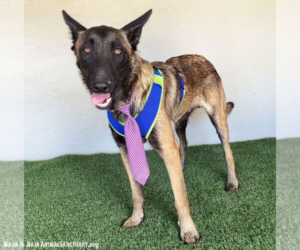 Medium Photo #4 Mutt Puppy For Sale in San Diego, CA, USA