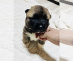 Small Photo #22 Akita Puppy For Sale in BUTLER, PA, USA