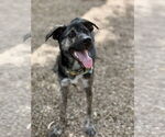 Small #1 Labrador Retriever Mix