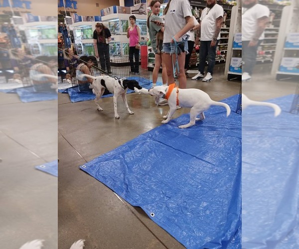 Medium Photo #23 Siberian Husky-Unknown Mix Puppy For Sale in Holly Springs, NC, USA