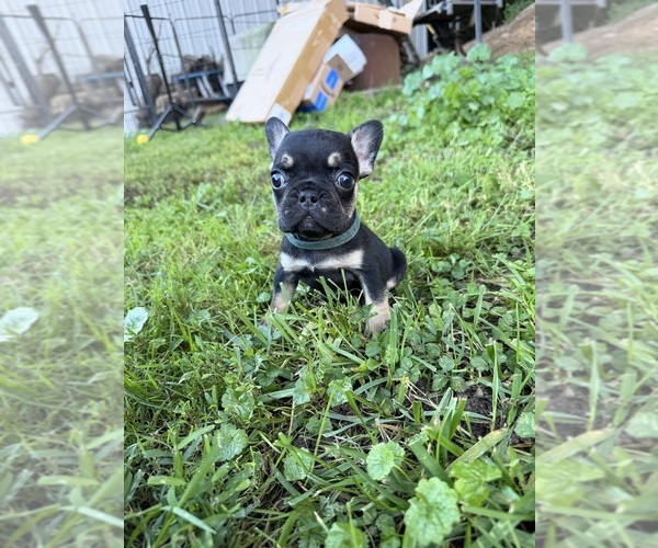 Medium Photo #1 French Bulldog Puppy For Sale in ZANESVILLE, OH, USA