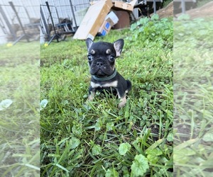 Medium French Bulldog