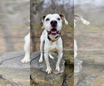 Small #7 Lab-Pointer