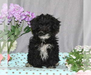 Yo-Chon Puppy for sale in RISING SUN, MD, USA
