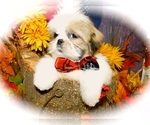 Small Photo #4 Shih Tzu Puppy For Sale in HAMMOND, IN, USA
