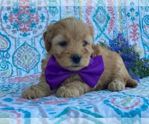 Goldendoodle Puppy for sale in LANCASTER, PA, USA