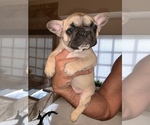 Small Photo #3 French Bulldog Puppy For Sale in MESQUITE, TX, USA