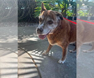 Shepradors Dogs for adoption in San Diego, CA, USA