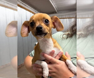 Taco - ADOPTION IN PROCESS - Male Chihuahua-Unknown Mix Dog for Adoption - Photo #2
