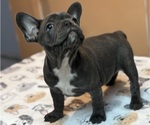 Small Photo #3 French Bulldog Puppy For Sale in RIALTO, CA, USA