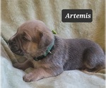Small Photo #4 Cane Corso Puppy For Sale in MINERAL WELLS, WV, USA