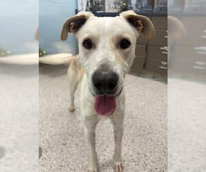 Labrador Retriever-Unknown Mix Dogs for adoption in Brighton, CO, USA