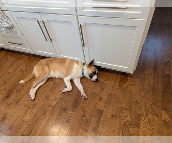 Medium Photo #4 Akita-Unknown Mix Puppy For Sale in Springdale, PA, USA